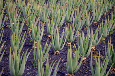 Aloe vera plantation, cultivation of aloe vera, healthy plant used for medicine, cosmetics, skin care, decoration, Fuerteventura, Canary Islands, Spainの写真素材