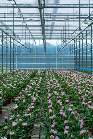 Turmeric, Curcuma longa flowering plant of ginger family, decorative or ornamental flower growing in Dutch greenhouse, the Netherlandsの写真素材