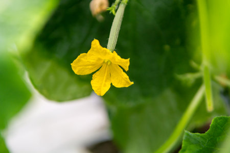 Young green cucumbers vegetables hanging on lianas of cucumber plants in green house, agriculture in the Netherlandsの写真素材