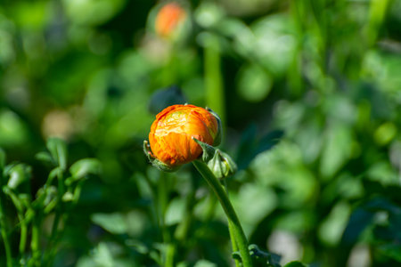 Cultivation of colorful Ranunculus asiaticus or Persian buttercup flowers, decorative or ornamental garden plants growing in Dutch greenhouse, close upの写真素材