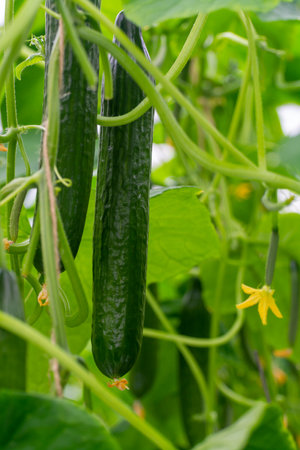 Young green cucumbers vegetables hanging on lianas of cucumber plants in green house, agriculture in the Netherlandsの写真素材