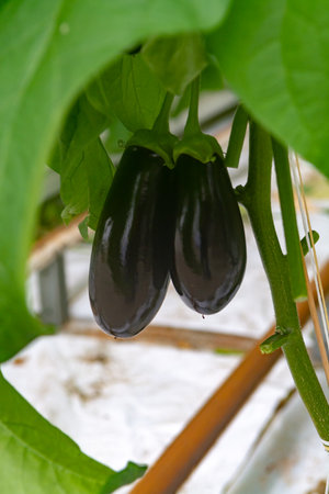 Dutch organic greenhouse farm with rows of eggplants plants with ripe violet vegetables and purple flowers, agriculture in the Netherlandsの写真素材
