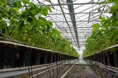 Spring season in greenhouse, first unripe green strawberries growing on organic strawberry farm in the Netherlandsの写真素材