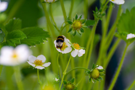 Spring season in greenhouse, first unripe green strawberries growing on organic strawberry farm in...
