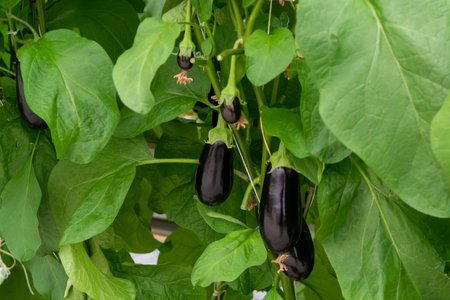 Dutch organic greenhouse farm with rows of eggplants plants with ripe violet vegetables and purple flowers, agriculture in the Netherlandsの写真素材