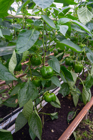 Big ripe sweet bell peppers, green paprika plants growing in glass greenhouse, bio farming in the Netherlandsの写真素材