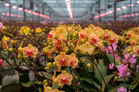 Cultivation of colorful tropical flowering plants orchid family Orchidaceae in Dutch greenhouse with UV IR Grow Light for trade and worldwide export, blossomの写真素材