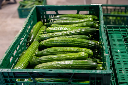 Handling and packaging of fresh harvested green cucumbers vegetables in Dutch greenhouse, agriculture in the Netherlandsの写真素材