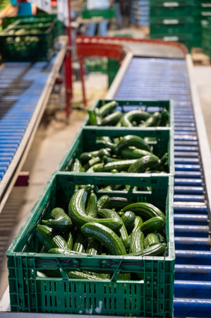 Handling and packaging of fresh harvested green cucumbers vegetables in Dutch greenhouse, agriculture in the Netherlandsの写真素材