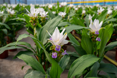 Turmeric, Curcuma longa flowering plant of ginger family, decorative or ornamental flower growing in Dutch greenhouse, the Netherlandsの写真素材