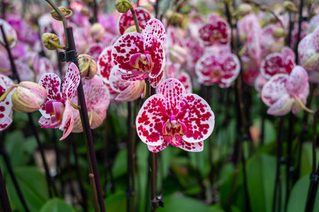 Cultivation of colorful tropical flowering plants orchid family Orchidaceae in Dutch greenhouse with UV IR Grow Light for trade and worldwide export, blossomの写真素材