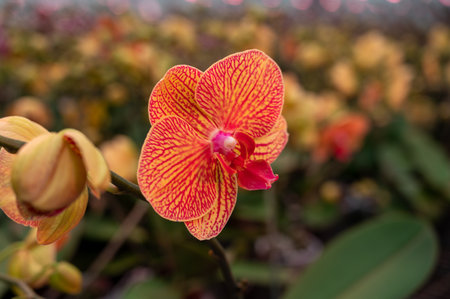 Cultivation of colorful tropical flowering plants orchid family Orchidaceae in Dutch greenhouse with UV IR Grow Light for trade and worldwide export, blossomの写真素材