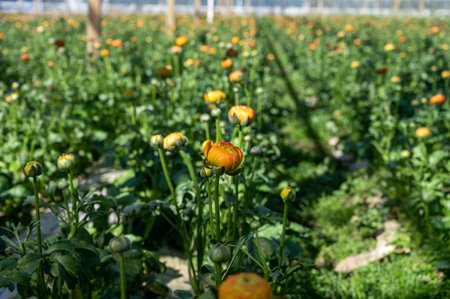 Cultivation of colorful Ranunculus asiaticus or Persian buttercup flowers, decorative or ornamental garden plants growing in Dutch greenhouse in sunny dayの写真素材