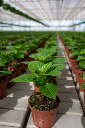 Young plants of Hydrangea or hydrangea, cultivated as decorative or ornamental garden plant growing in Dutch greenhouse, flora of the Netherlandsの写真素材