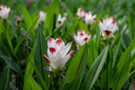 Turmeric, Curcuma longa flowering plant of ginger family, decorative or ornamental flower growing in Dutch greenhouse, the Netherlandsの写真素材