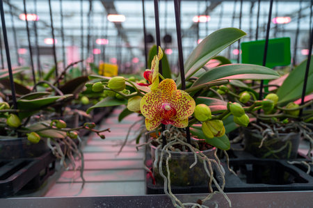 Cultivation of colorful tropical flowering plants orchid family Orchidaceae in Dutch greenhouse with UV IR Grow Light for trade and worldwide export, blossomの写真素材