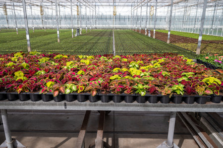 Cultivation of different summer bedding plants, begonia, petunia, young and flowering plants, decorative or ornamental garden plants growing in Dutch greenhouseの写真素材