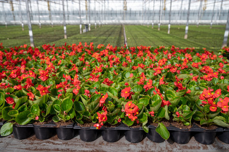 Cultivation of different summer bedding plants, begonia, petunia, young and flowering plants, decorative or ornamental garden plants growing in Dutch greenhouseの写真素材