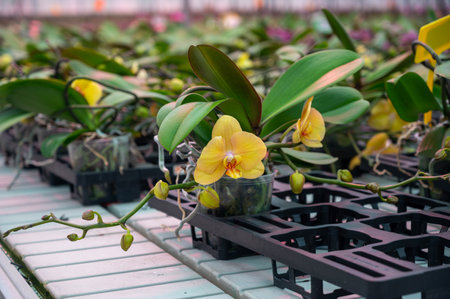 Cultivation of colorful tropical flowering plants orchid family Orchidaceae in Dutch greenhouse with UV IR Grow Light for trade and worldwide export, blossomの写真素材