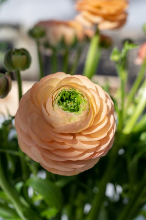 Cultivation of colorful Ranunculus asiaticus or Persian buttercup flowers, decorative or ornamental garden plants growing in Dutch greenhouse, close upの写真素材