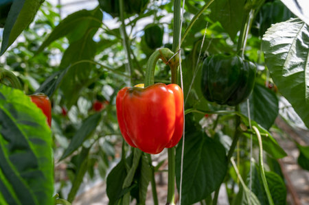 Big ripe sweet bell peppers, red paprika plants growing in glass greenhouse, bio farming in the Netherlandsの写真素材