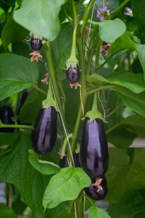 Dutch organic greenhouse farm with rows of eggplants plants with ripe violet vegetables and purple flowers, agriculture in the Netherlandsの写真素材