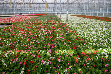 Cultivation of different summer bedding plants, begonia, petunia, young and flowering plants, decorative or ornamental garden plants growing in Dutch greenhouseの写真素材