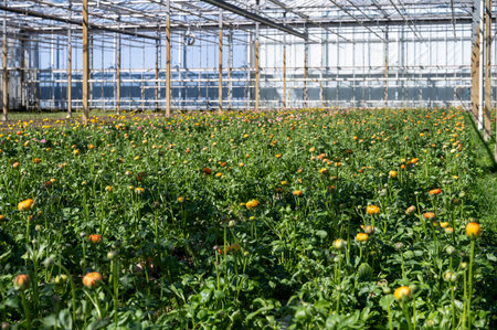 Cultivation of colorful Ranunculus asiaticus or Persian buttercup flowers, decorative or ornamental garden plants growing in Dutch greenhouse in sunny dayの写真素材
