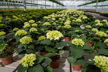 Hydrangea or hydrangea, flowers in flowerheads produced from early spring to late autumn, cultivated as decorative or ornamental garden plant growing in Dutch greenhouse, flora of the Netherlandsの写真素材