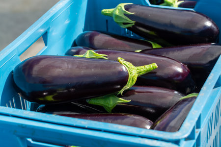 Harvesting of ripe purple eggplants vegetables in Dutch organic greenhouse, eggplants in blue plastic boxesの写真素材