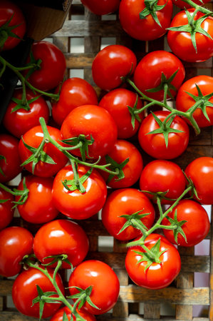 Red ripe tasty Dutch tomatoes growing indoor in greenhouse all seasons, food industry in Netherlands close upの写真素材