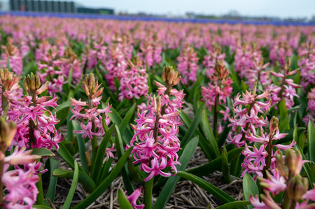 Dutch spring, colorful hyacinths flowers with strong aroma in blossom on farm fields in April near Lisse, North Holland, the Netherlandsの写真素材
