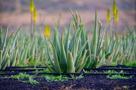 Aloe vera plantation, cultivation of aloe vera, healthy plant used for medicine, cosmetics, skin care, decoration, Fuerteventura, Canary Islands, Spainの写真素材