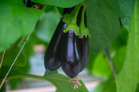 Dutch organic greenhouse farm with rows of eggplants plants with ripe violet vegetables and purple flowers, agriculture in the Netherlandsの写真素材