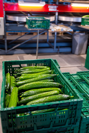 Handling and packaging of fresh harvested green cucumbers vegetables in Dutch greenhouse, agriculture in the Netherlandsの写真素材
