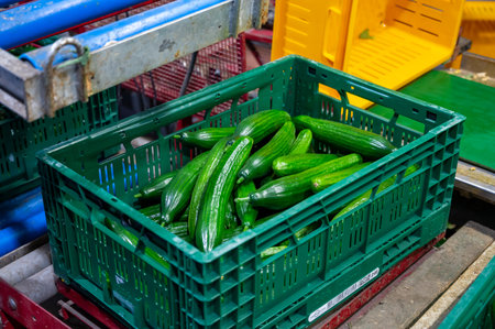 Handling and packaging of fresh harvested green cucumbers vegetables in Dutch greenhouse, agriculture in the Netherlandsの写真素材