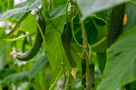 Young green cucumbers vegetables hanging on lianas of cucumber plants in green house, agriculture in the Netherlandsの写真素材