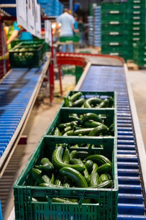 Handling and packaging of fresh harvested green cucumbers vegetables in Dutch greenhouse, agriculture in the Netherlandsの写真素材