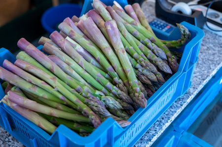 New harvest, box with green asparagus sprouts growing on bio farm field in Limburg, April in Belgiumの写真素材