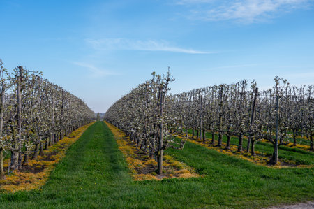 Spring white blossom of pear fruit trees in orchard, Sint-Truiden, Haspengouw, Belgium in Aprilの写真素材