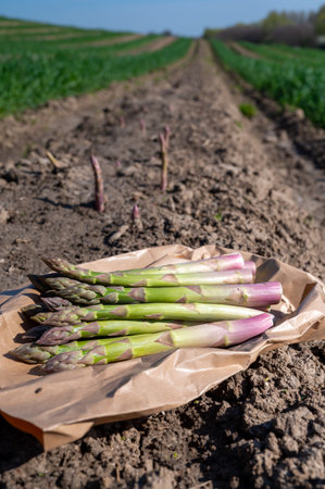 New harvest, bunch tasty green asparagus sprouts growing on bio farm field in Limburg, April in Belgiumの写真素材