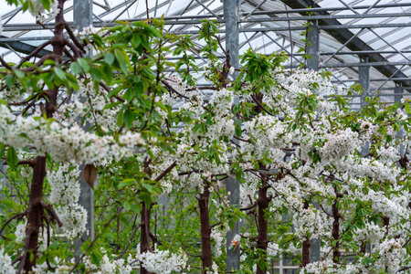 Rows of cherry trees with white blossom in fruit orchard with protection sytem from birds in sunny spring day, Betuwe, Netherlandsの写真素材