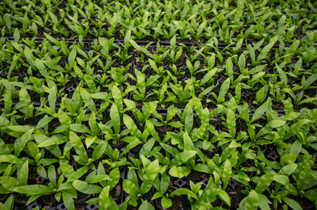 Cultivation of differenent indoor fern green plants in glasshouse in Westland, North Holland,...