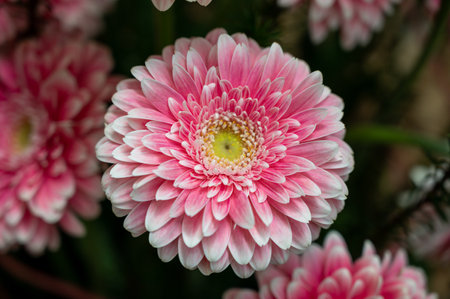 Colorful gerbera daisies flowers in wedding bouquet, close upの写真素材