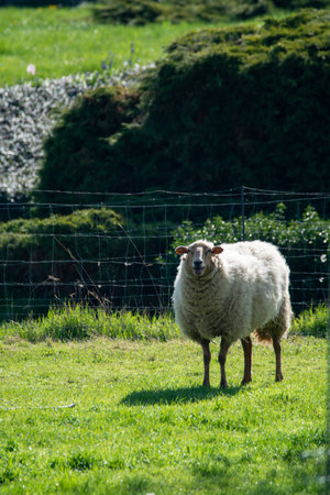 Animal collection, young and old sheeps grazing on green meadows on Haspengouw, Belgium in springの写真素材