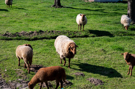 Animal collection, young and old sheeps grazing on green meadows on Haspengouw, Belgium in springの写真素材