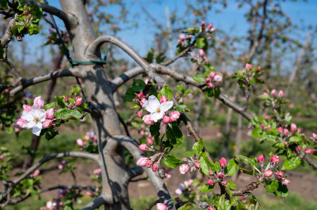 Spring pink blossom of apple trees in orchard, fruit region Haspengouw in Belgium, close up, blue...
