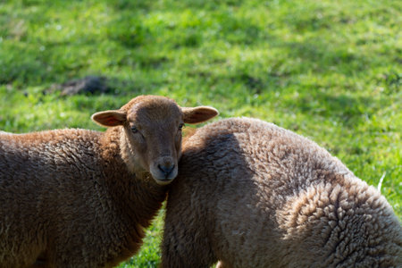 Animal collection, young and old sheeps grazing on green meadows on Haspengouw, Belgium in springの写真素材