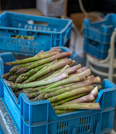 New harvest, box with green asparagus sprouts growing on bio farm field in Limburg, April in Belgiumの写真素材