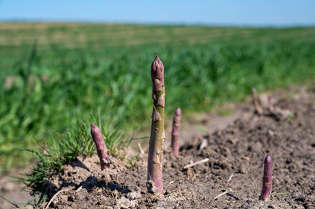 Green asparagus sprouts growing on bio farm field in Limburg, April in Belgiumの写真素材